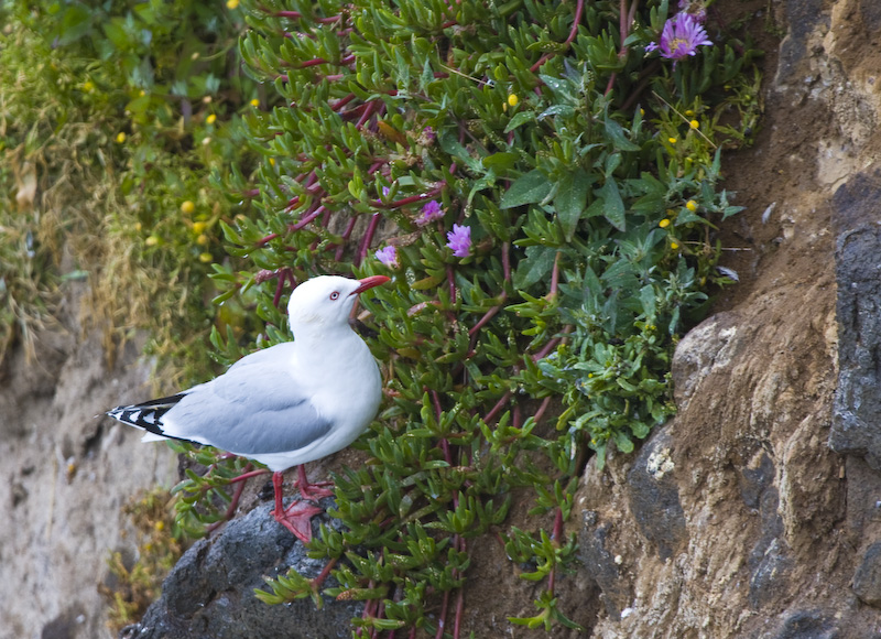 Red-Billed Gull